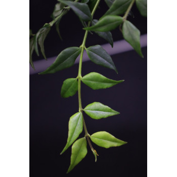 Hoya lanceolata ssp. lanceolata sklep z kwiatami hoya