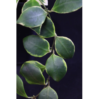 Hoya heuschkeliana albomarginata  ( odwrotne wybarwienie niż u H. heuschkeliana variegata ) sklep z kwiatami hoya