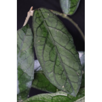 Hoya sp. Tanggamus ( long leaves ) sklep z kwiatami hoya