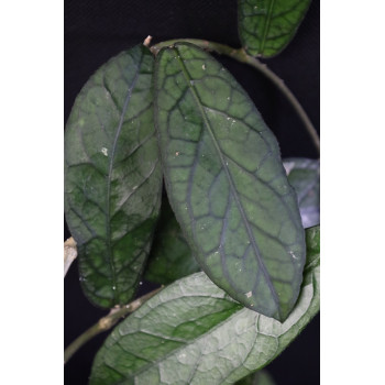 Hoya sp. Tanggamus ( long leaves ) internet store