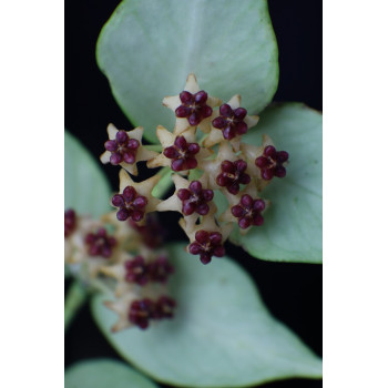 Hoya polyneura splash leaves sklep z kwiatami hoya