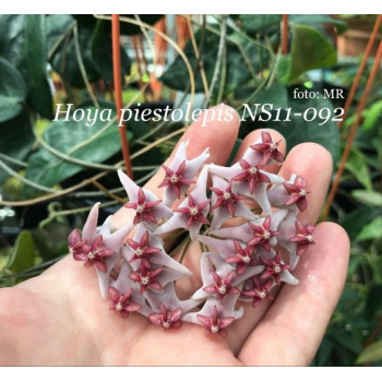 Hoya piestolepis NS11-092 store with hoya flowers