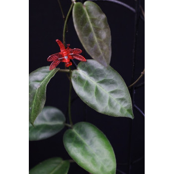 Hoya piestolepis NS11-092 sklep z kwiatami hoya