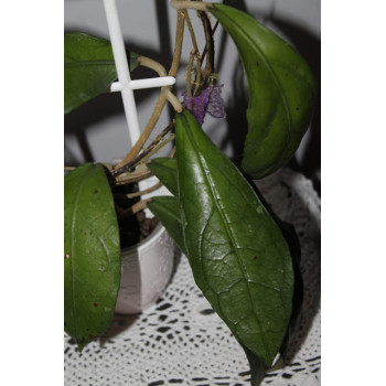 Hoya aff. phyllura (  aff. clemensiorum , sp. Abbas ) internet store