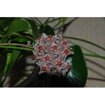 Hoya vitiensis pink sklep z kwiatami hoya