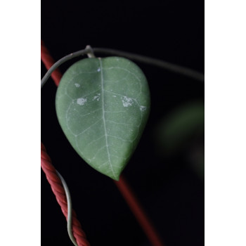 Hoya sp. Miral 162 ( Khao Luang Waterfall ) sklep z kwiatami hoya