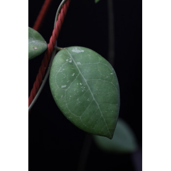 Hoya sp. Miral 162 ( Khao Luang Waterfall ) sklep z kwiatami hoya