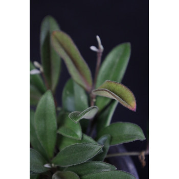 Hoya parvifolia sklep z kwiatami hoya
