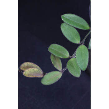 Hoya parvifolia sklep z kwiatami hoya