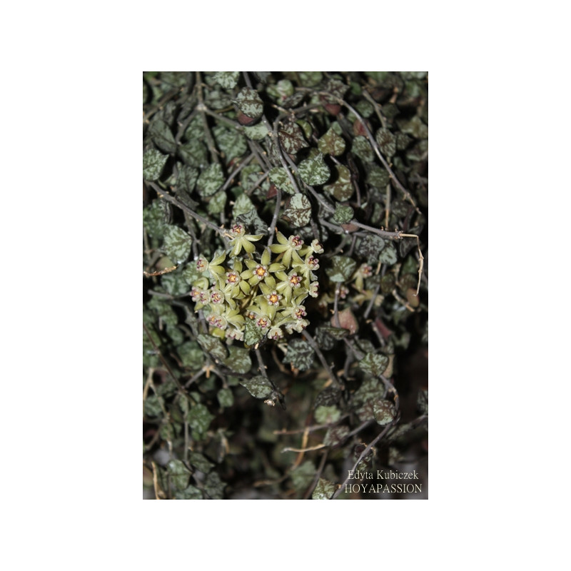 Hoya curtisii ( big leaves ) sklep z kwiatami hoya