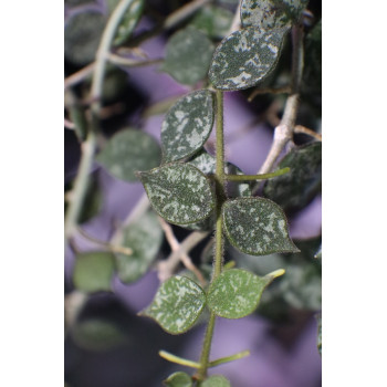 Hoya curtisii ( small leaves ) sklep internetowy