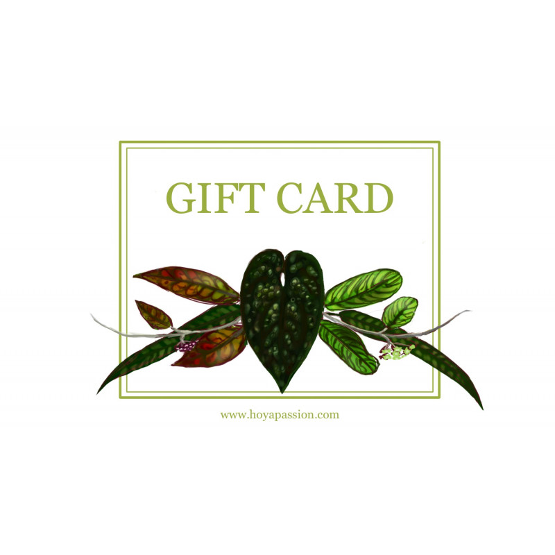 GIFT CARD 500 zł store with hoya flowers