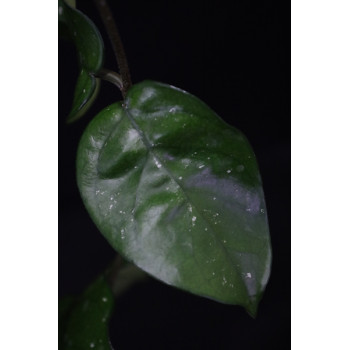 Hoya bonii sklep z kwiatami hoya