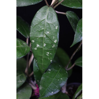 Hoya verticillata Tanggamus sklep z kwiatami hoya