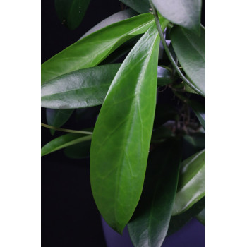 Hoya pubicorolla ssp. anthracina internet store
