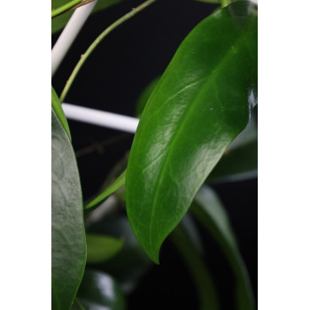 Hoya pubicorolla ssp. anthracina sklep z kwiatami hoya