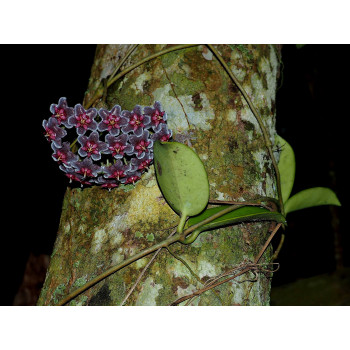 Hoya pubicorolla ssp. anthracina sklep z kwiatami hoya