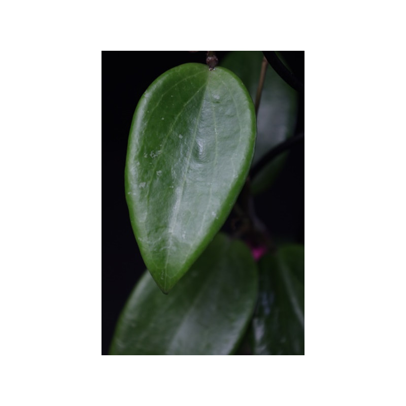 Hoya wibergiae ( the true one ) sklep z kwiatami hoya
