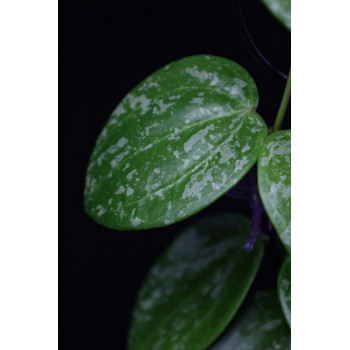 Hoya macrophylla 'Snow Queen' sklep z kwiatami hoya