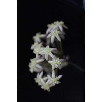 Hoya exilis sklep z kwiatami hoya