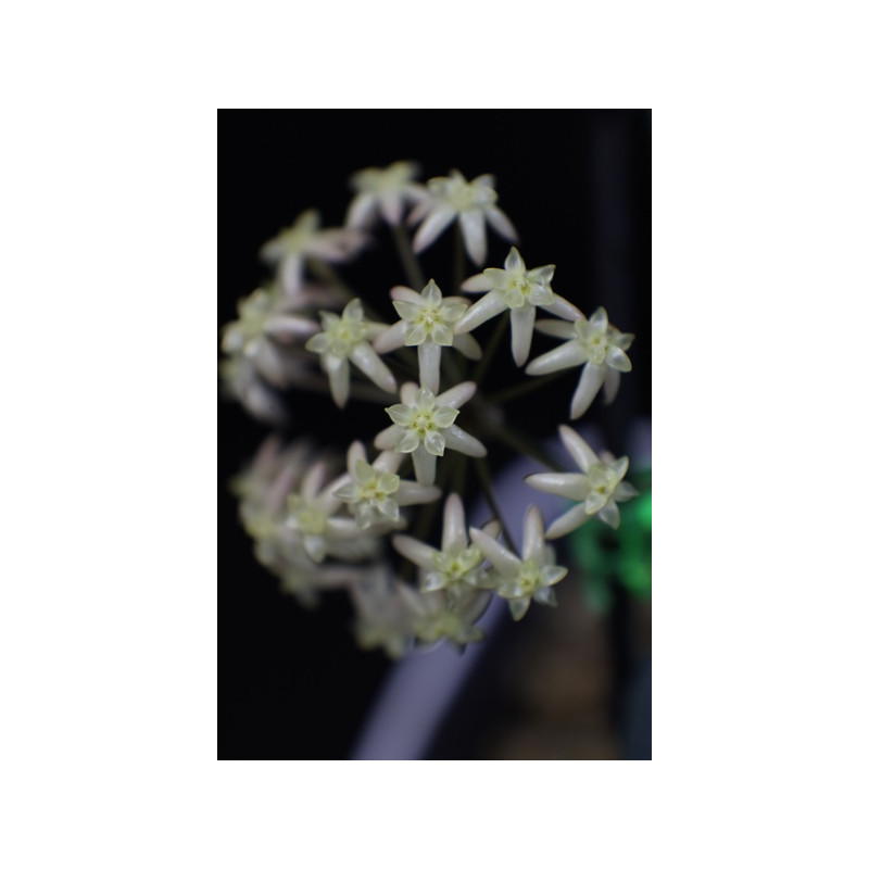 Hoya exilis sklep z kwiatami hoya