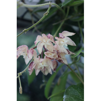 Hoya undulata ( small leaves ) store with hoya flowers