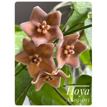 Hoya NS05-015 store with hoya flowers