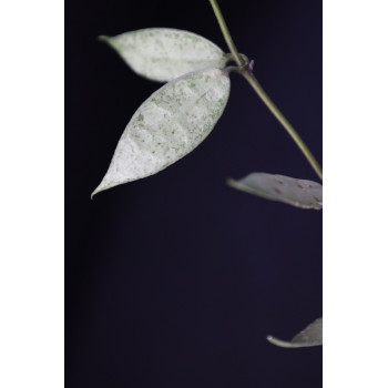 Hoya lacunosa 'White Pearl' sklep z kwiatami hoya
