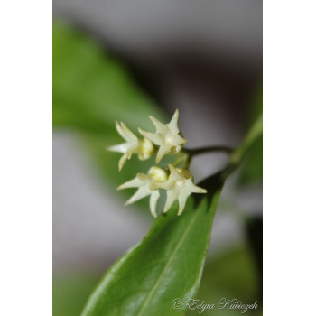 Hoya papaschonii - seeds store with hoya flowers