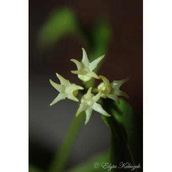 Hoya papaschonii - nasiona sklep z kwiatami hoya