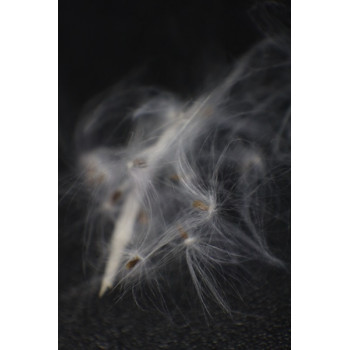 Hoya papaschonii - nasiona sklep z kwiatami hoya