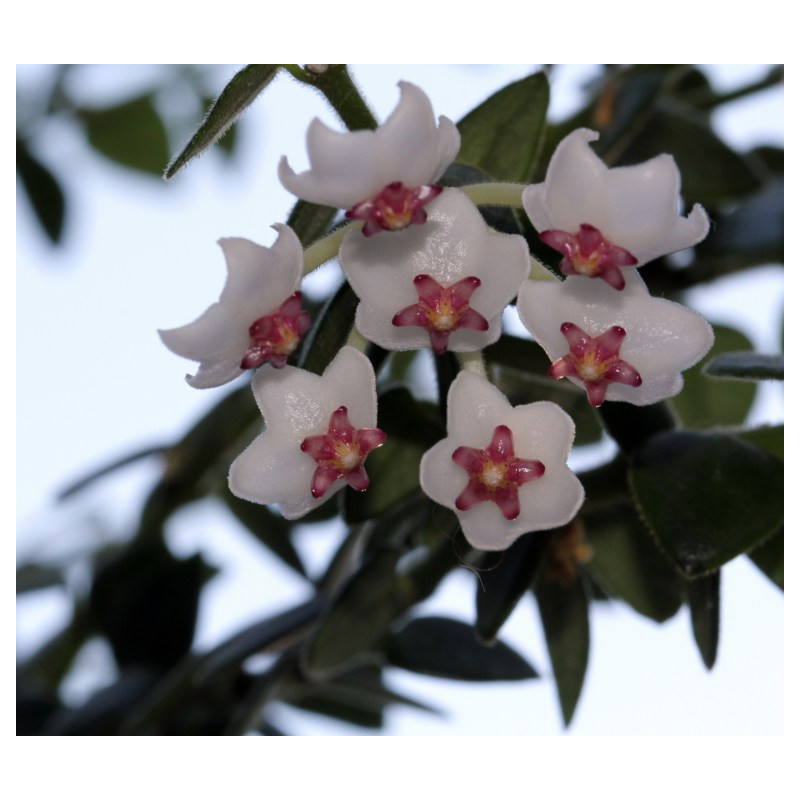 Hoya chinghungensis sklep z kwiatami hoya