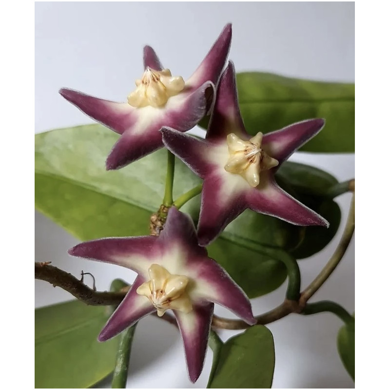 Hoya stenakei ( dark flowers ) sklep z kwiatami hoya