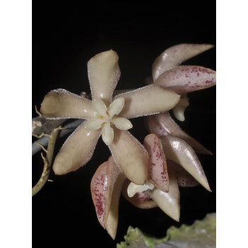 Hoya undulata ( splash, from Indonesia) sklep z kwiatami hoya