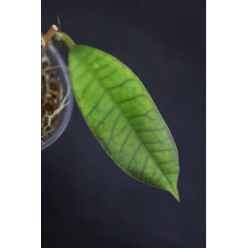 Hoya sp. Bengkulu - ukorzeniona sklep z kwiatami hoya