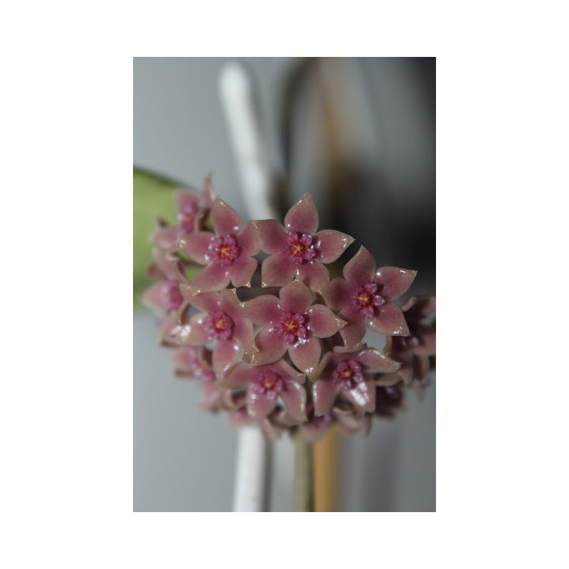 Hoya hanhiae deep violet sklep z kwiatami hoya