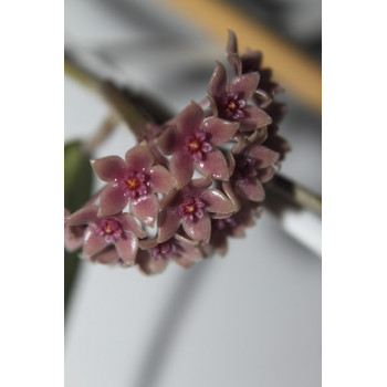 Hoya hanhiae deep violet sklep z kwiatami hoya