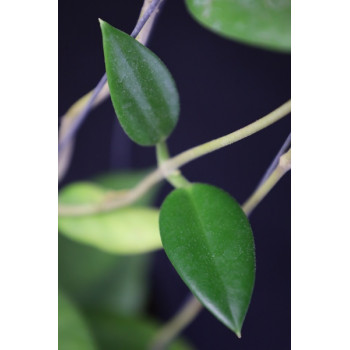 Hoya australis ssp. rupicola sklep z kwiatami hoya