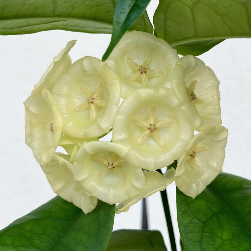 Hoya campanulata sklep z kwiatami hoya