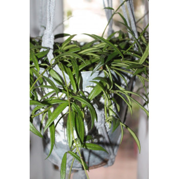 Hoya pauciflora sklep internetowy