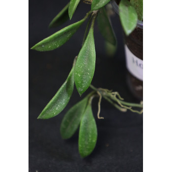 Hoya sp. mini Cianjur sklep z kwiatami hoya