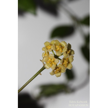 Hoya davidcummingii yellow store with hoya flowers