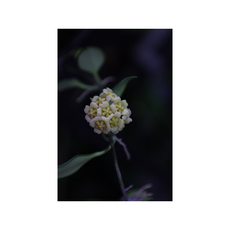 Hoya davidcummingii yellow sklep z kwiatami hoya
