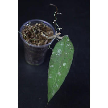 Hoya fauziana ssp. fauziana (true) - ukorzeniona sklep internetowy