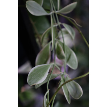 Dischidia oiantha variegata sklep z kwiatami hoya