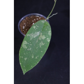 Hoya aff. lambii splash leaves - ukorzeniona sklep internetowy