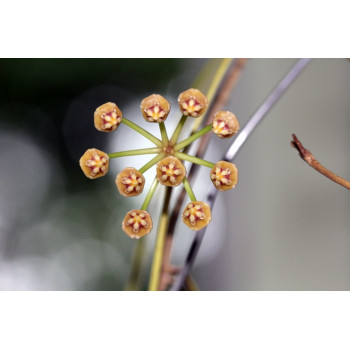 Hoya acicularis sklep z kwiatami hoya