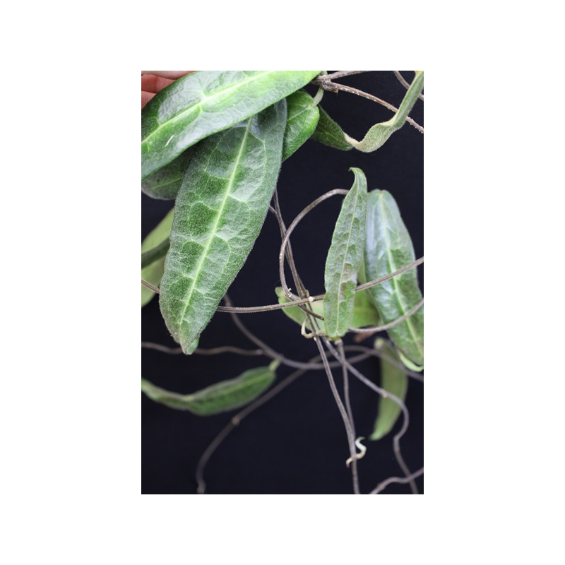Hoya hypolasia sklep z kwiatami hoya
