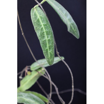 Hoya hypolasia sklep z kwiatami hoya