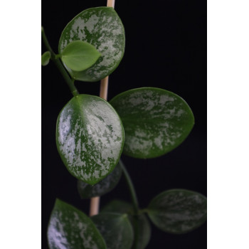 Hoya sp. Biak ( splash, round leaves ) sklep z kwiatami hoya
